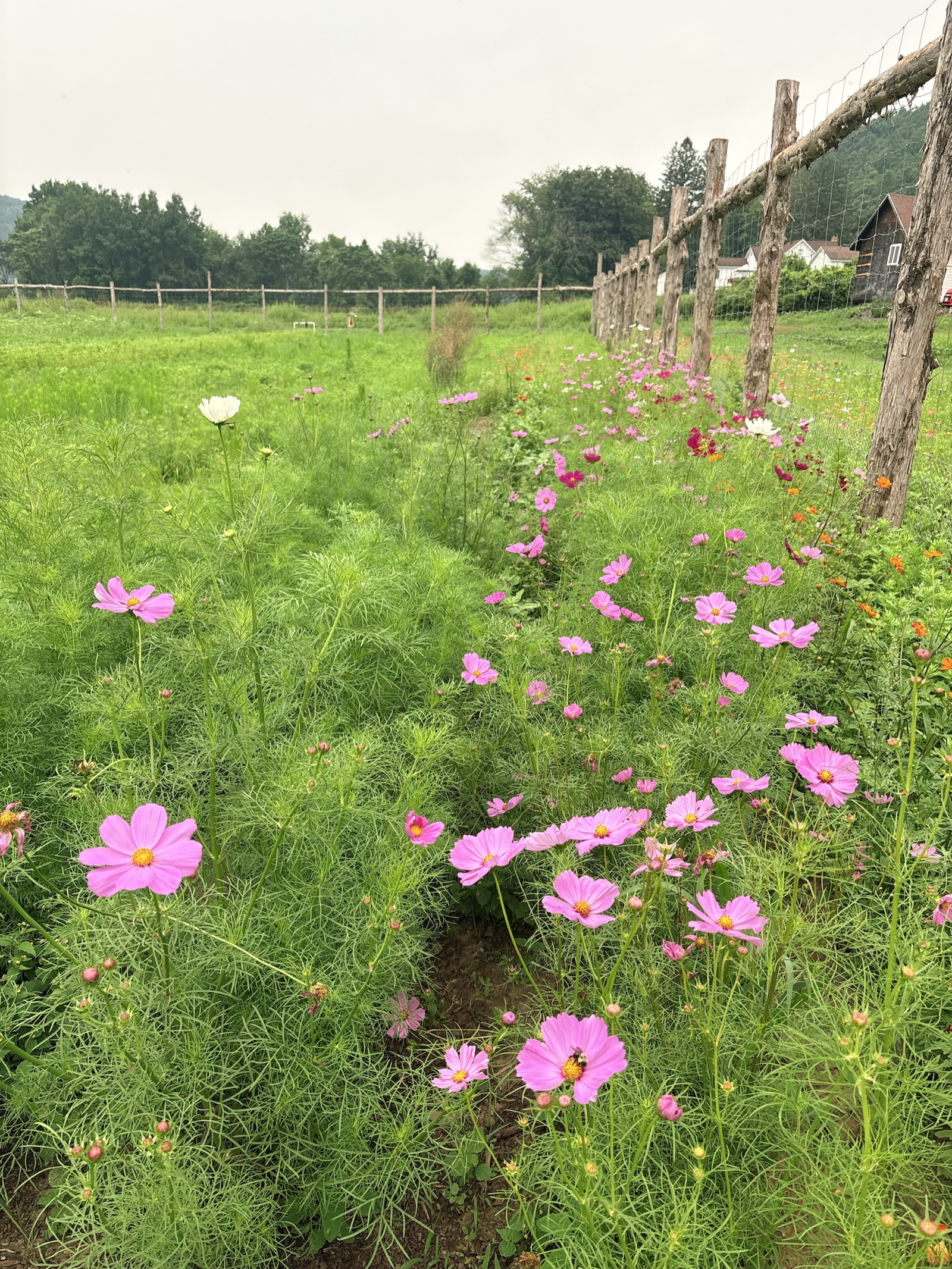 Pink cosmos flowers blooming in a long row beside the field fence