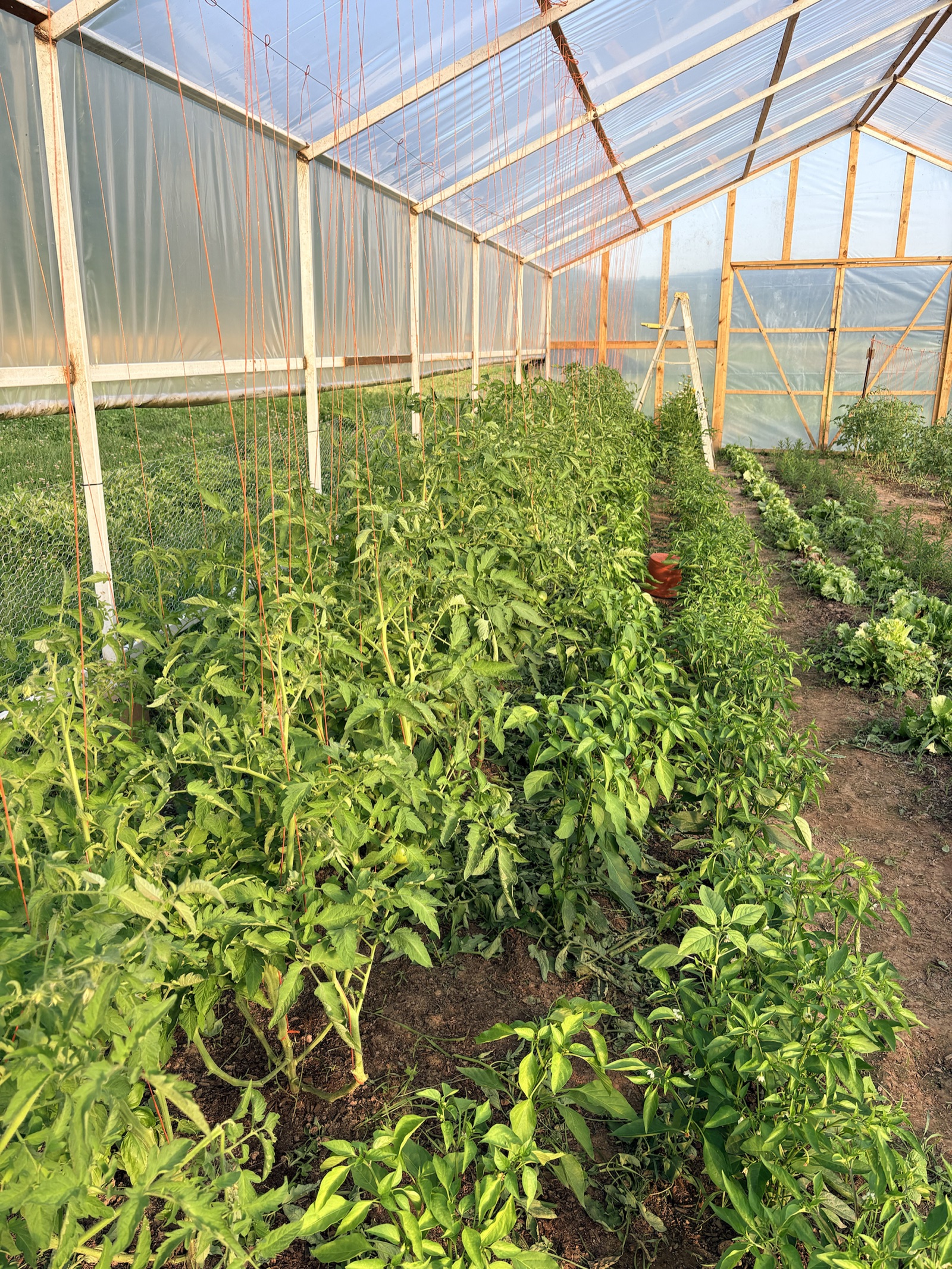 Rows of tomato and pepper plants growing inside a sunlit greenhouse