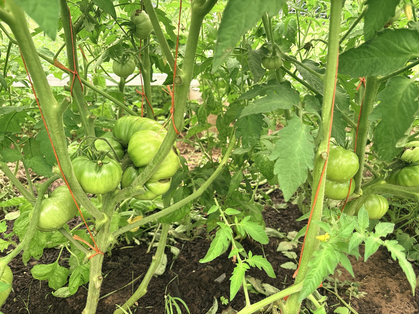 Clusters of green heirloom tomatoes growing on supported vines