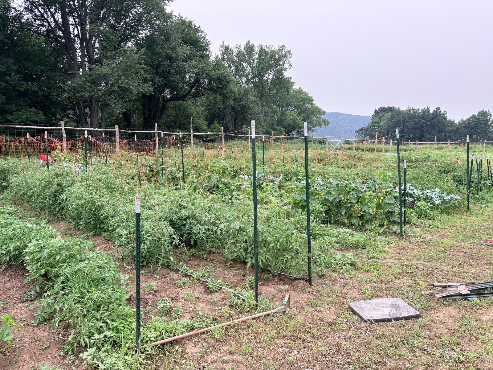 A wide view of vegetable rows, trellises, trees, and distant hills at the farm