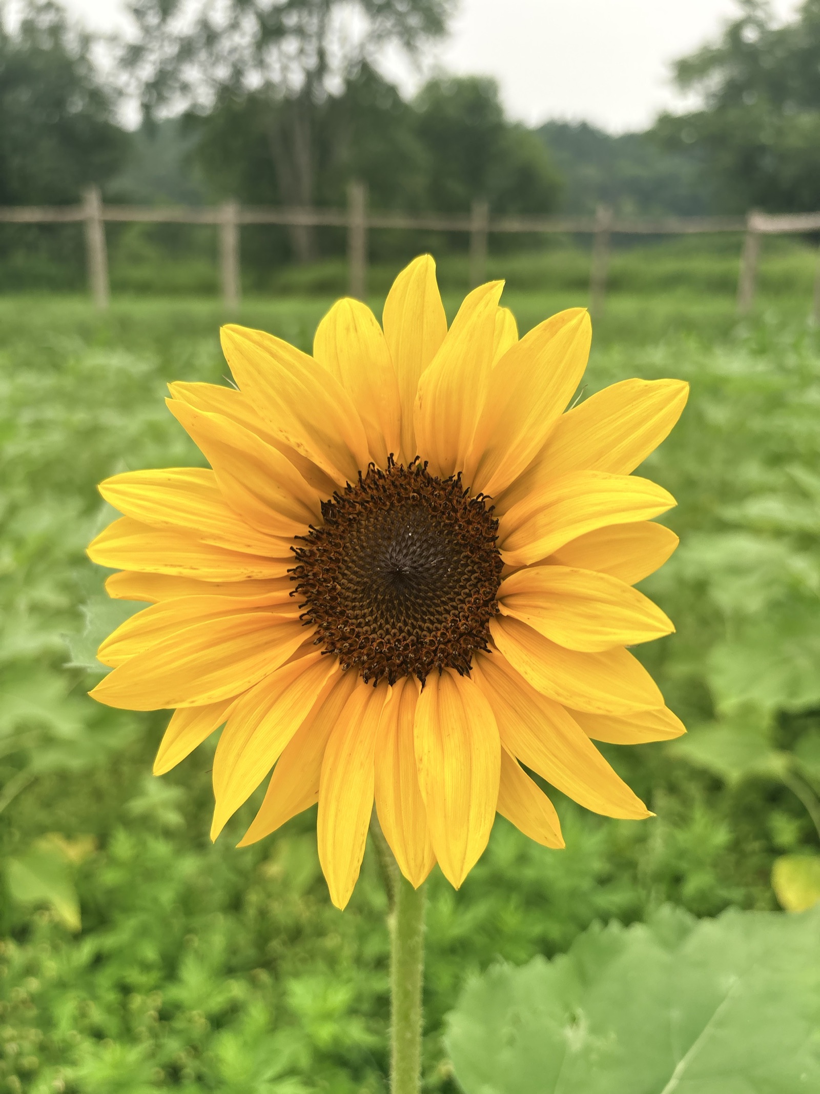 A golden sunflower in bloom with the green field softly blurred behind it
