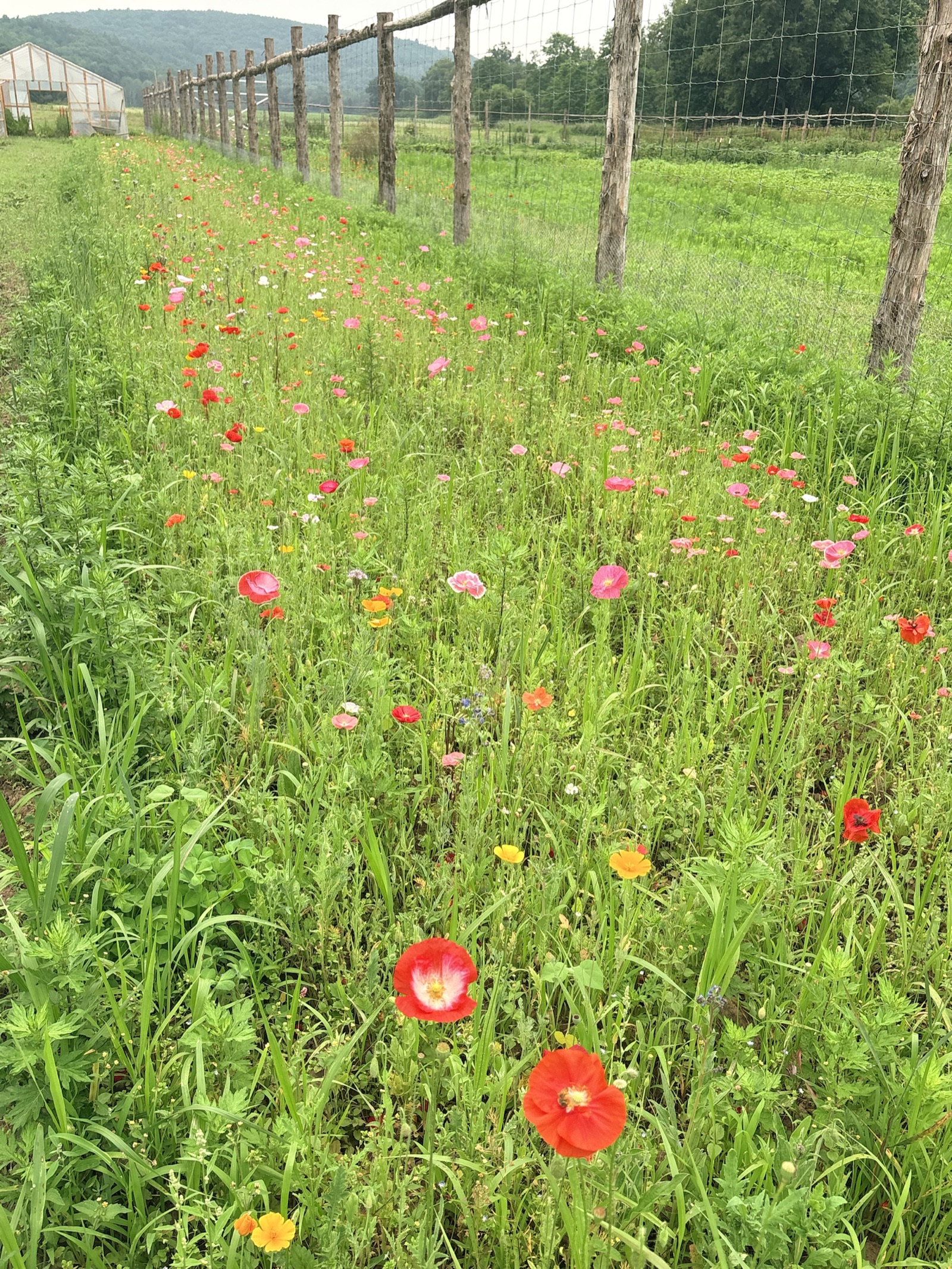 Red, pink, orange, and white wildflowers following the farm fence toward a greenhouse