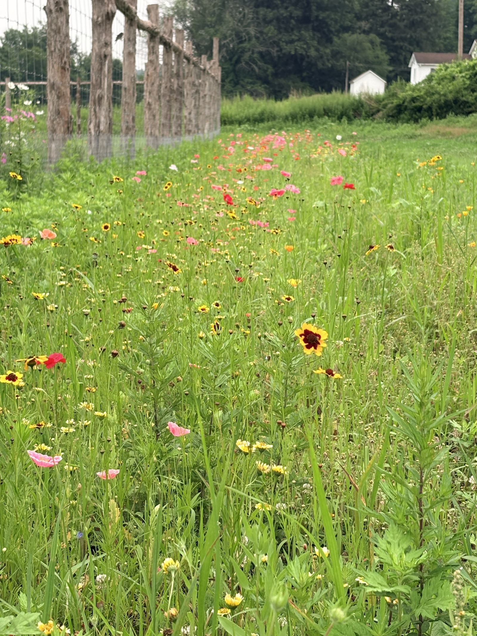 A colorful row of wildflowers growing beside rustic garden posts